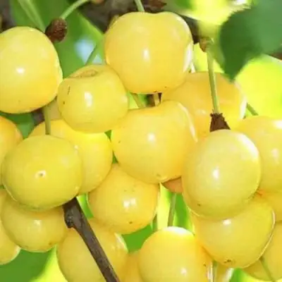 Черешня РОССОШАНСКАЯ ЗОЛОТАЯ в Калинковичах