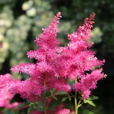 Астильба САННИ ДЕЙ гибридная в Калинковичах