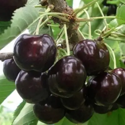 Вишня РОССОШАНСКАЯ ЧЕРНАЯ в Калинковичах