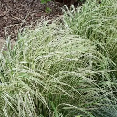 Вейник ОВЕРДАМ остроцветковый в Калинковичах