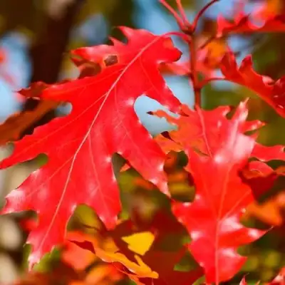 Дуб красный в Калинковичах