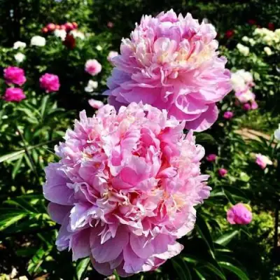 Пион ЛАВОН травянистый в Калинковичах