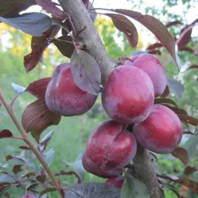 Слива ЛАМА в Калинковичах