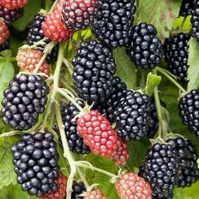 Ежевика НАВАХО бесшипная  в Калинковичах