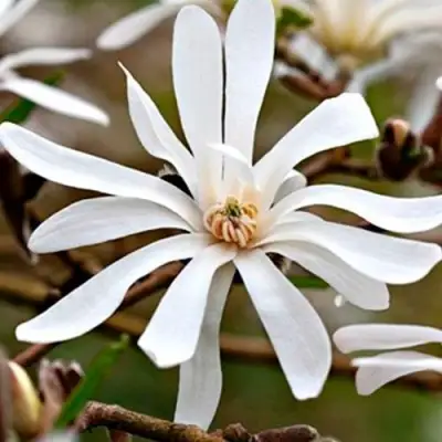 Магнолия СТЕЛЛАТА в Калинковичах