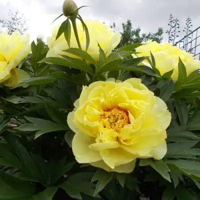 Пион БАРЦЕЛЛА (БАРТЗЕЛЛА) ито-гибрид в Калинковичах