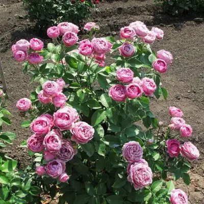 Роза МИСТИ БАБЛС спрей в Калинковичах