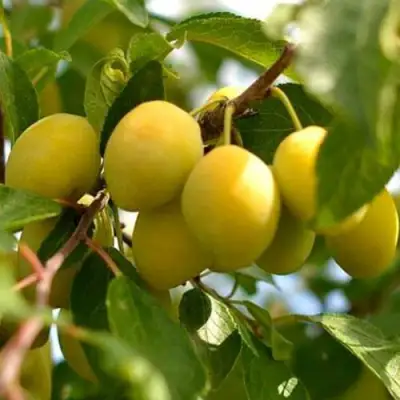 Слива ОЧАКОВСКАЯ ЖЕЛТАЯ в Калинковичах