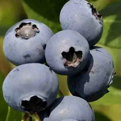 Голубика ХАРРИСОН в Калинковичах