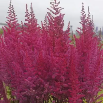 Астильба МАЙТИ ЧОКОЛАТ ЧЕРРИ китайская в Калинковичах