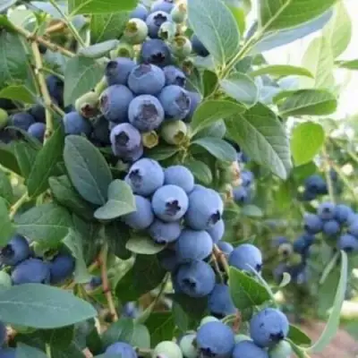 Голубика ЭЛЛИОТ в Калинковичах