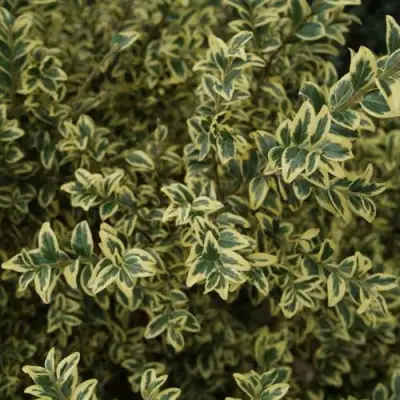 Самшит АУРЕАВАРИЕГАТА в Калинковичах