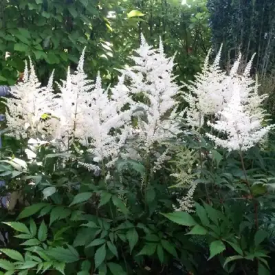 Астильба БРАУТШЛЕЙЕР Арендса в Калинковичах