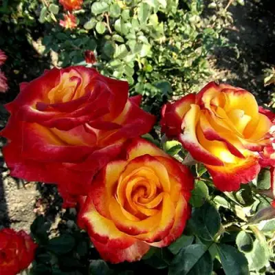 Роза ХАЙ МЭДЖИК чайно-гибридная в Калинковичах