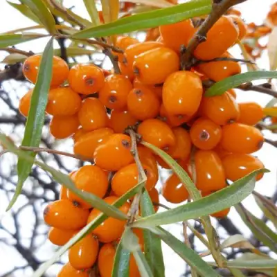 Облепиха КОСТЕР в Калинковичах