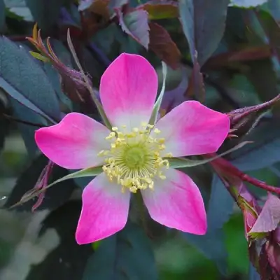 Роза сизая в Калинковичах