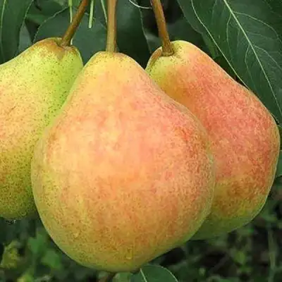 Груша ЛЮБИМИЦА ЯКОВЛЕВА в Калинковичах