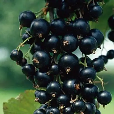 Смородина чёрная ВЕЛОЙ (ЛЕНИНГРАДСКАЯ СЛАДКАЯ) в Калинковичах