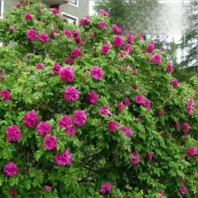 Шиповник ХАНСА в Калинковичах