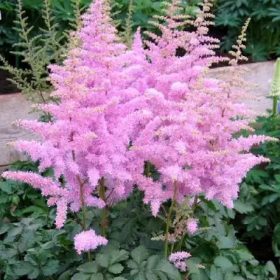 Астильба ГИАЦИНТ Арендса в Калинковичах