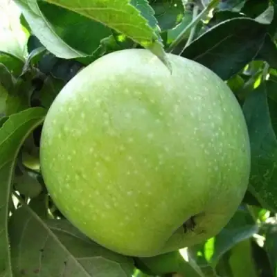 Яблоня РЕНЕТ СИМИРЕНКО в Калинковичах