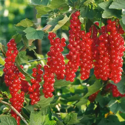 Смородина красная РУДНЕУС в Калинковичах