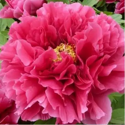 Пион КОРОЛЕВСКИЙ ЦВЕТОК древовидный в Калинковичах