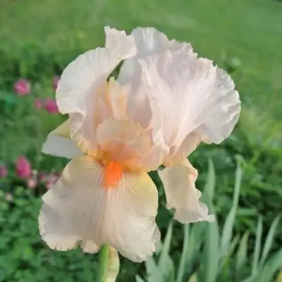 Ирис ПАТИ ДРЕСС бородатый в Калинковичах