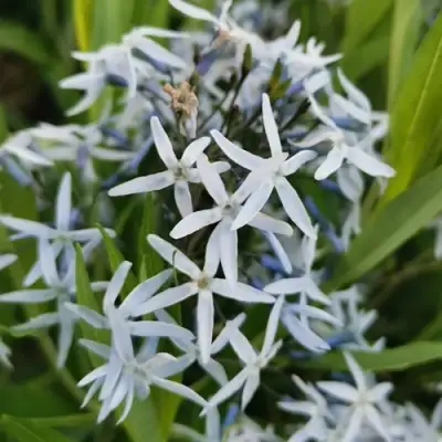 Амсония иволистная в Калинковичах