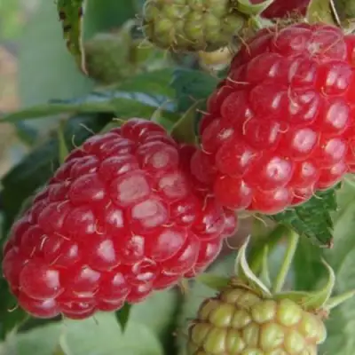 Малина РАДЗИЕВА в Калинковичах