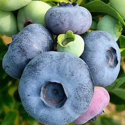 Голубика ПАТРИОТ в Калинковичах