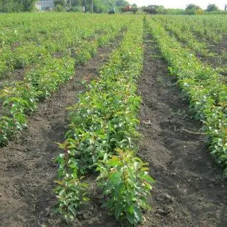 Подвой дикая груша