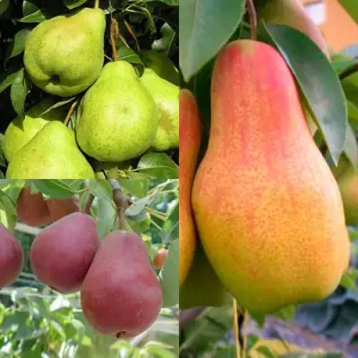 Комплект ГРУШЕВОЕ АССОРТИ в Калинковичах