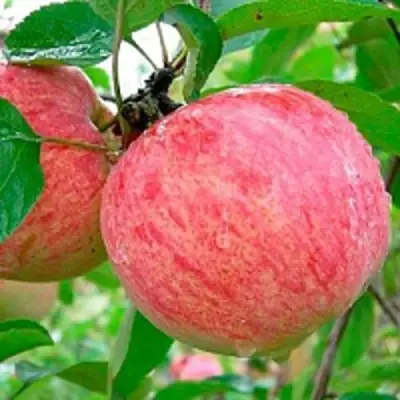 Яблоня КОРИЧНОЕ ПОЛОСАТОЕ в Калинковичах