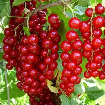 Смородина красная ЙОНКЕР ВАН ТЕТЦ в Калинковичах