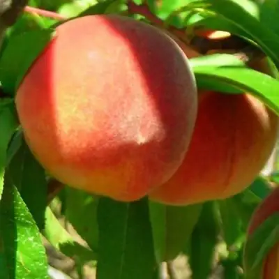 Персик РЕД ХЕВЕН в Калинковичах