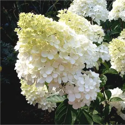 Гортензия ДИАМАНТИНО метельчатая в Калинковичах