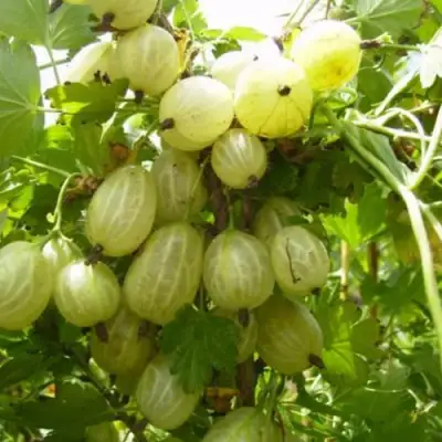 Крыжовник ИНВИКТА в Калинковичах