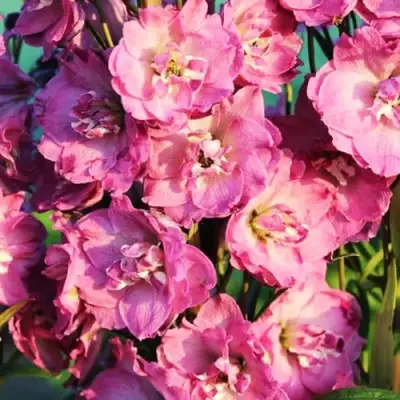 Дельфиниум ДЕЛЬФИС ПИНК ПАУЭ высокий в Калинковичах