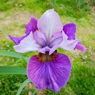 Ирис ЛАЙТ ОВ ХАРТ сибирский в Калинковичах