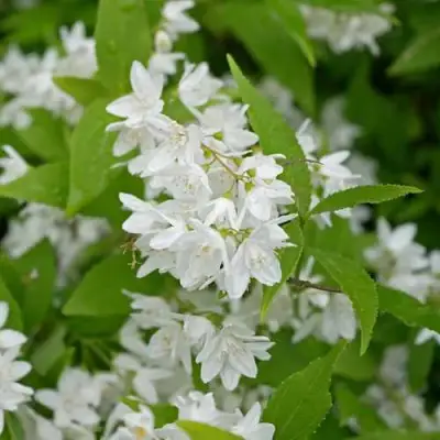 Дейция шершавая в Калинковичах