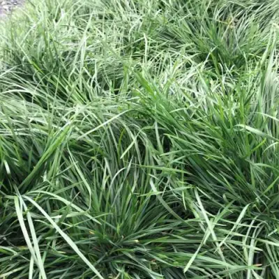 Щучка ГОЛДТАУ дернистая в Калинковичах