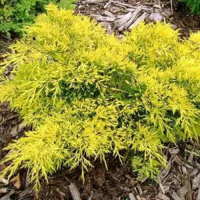 Можжевельник КИНГ ОФ СПРИНГ средний в Калинковичах