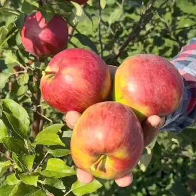 Яблоня ПОСПЕХ в Калинковичах