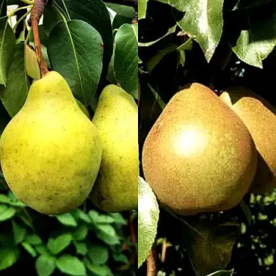 Комплект ДУЭТ в Калинковичах