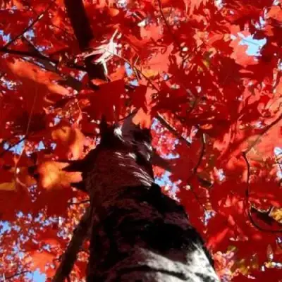 Дуб красный в Калинковичах