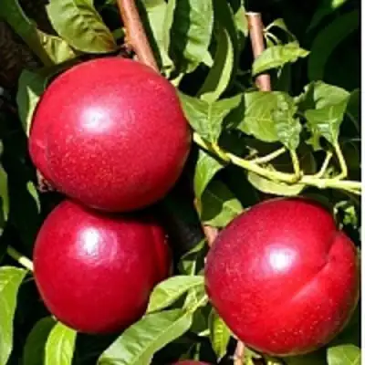 Нектарин ХАРКО в Калинковичах