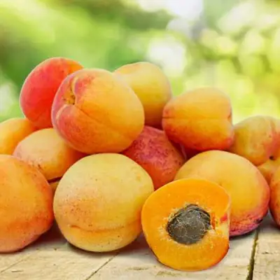 Абрикос ГРАФИНЯ в Калинковичах