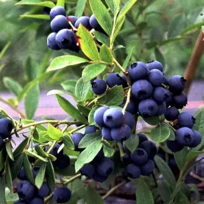 Голубика ДЖЕРСИ в Калинковичах