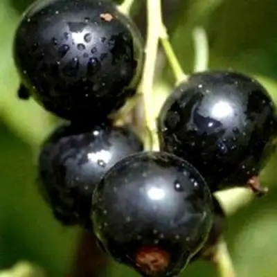 Смородина чёрная ВИНОГРАДНАЯ в Калинковичах